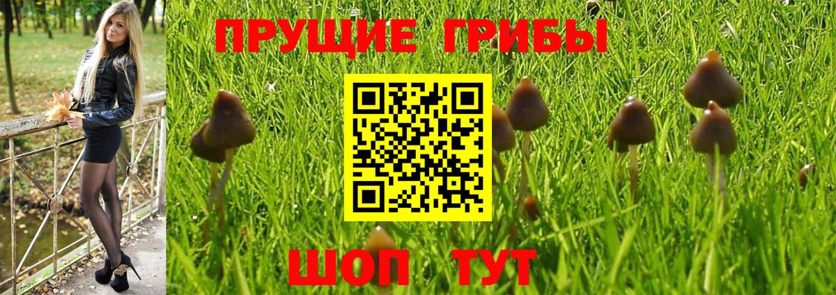 Таганрог  купить наркоту  Вход с VPN  Псилоцибиновые грибы GOLDEN TEACHER 